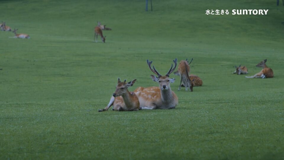 サントリー　ショートドラマ「特茶しか」